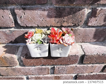 Botanical succulent plant arrangement Botanical succulent plant arrangement 137407515