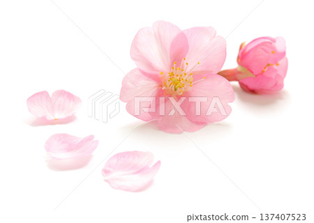Cherry blossom petals pink spring white background Cherry blossom petals pink spring white background 137407523