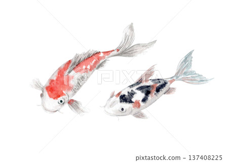 Hand painted watercolor koi fish isolated on white background. Elegant oriental carps with soft red and black markings, minimal Asian aesthetic illustration perfect for zen branding, spa design 137408225
