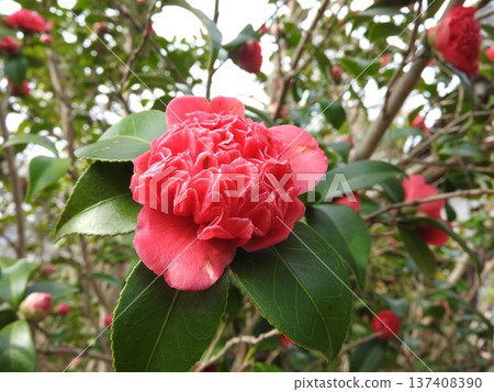 Variant of camellia: Benibokuhan / Benikarako Variant of camellia: Benibokuhan / Benikarako 137408390