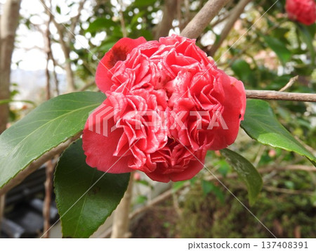 Variant of camellia: Benibokuhan / Benikarako Variant of camellia: Benibokuhan / Benikarako 137408391