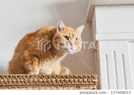 Ginger cat showing curiosity and alertness while sitting on woven basket 137408653