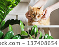 Pet owner's hands gently massaging happy ginger cat's cheeks near green houseplants 137408654