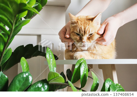 Pet owner's hands gently massaging happy ginger cat's cheeks near green houseplants Pet owner's hands gently massaging happy ginger cat's cheeks near green houseplants 137408654