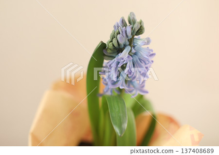 Spring banner with blooming purple Hyacinth flowers. Beautiful hyacinth flowers on beige background. fresh flower Hyacinth Blue. High quality photo Spring banner with blooming purple Hyacinth flowers. Beautiful hyacinth flowers on beige background. fresh flower Hyacinth Blue. High quality photo 137408689