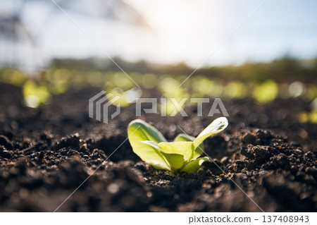 Plants, green lettuce and agriculture background for farming, and vegetables growth or production in fertilizer or soil. Empty field and sustainability, gardening or leaves in sand for agro business Plants, green lettuce and agriculture background for farming, and vegetables growth or production in fertilizer or soil. Empty field and sustainability, gardening or leaves in sand for agro business 137408943