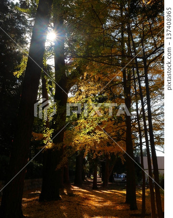 Sunlight filtering through the trees and ginkgo trees in the forest Sunlight filtering through the trees and ginkgo trees in the forest 137408965