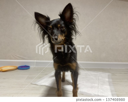 a small dog of the Prague rat or ratlik breed sits on a disposable diaper at home 137408980