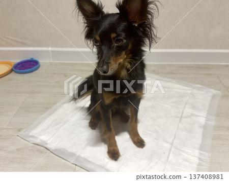 a small dog of the Prague rat or ratlik breed sits on a disposable diaper at home a small dog of the Prague rat or ratlik breed sits on a disposable diaper at home 137408981