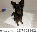 a small dog of the Prague rat or ratlik breed sits on a disposable diaper at home 137408982