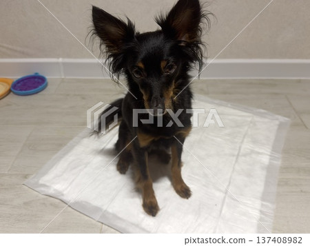 a small dog of the Prague rat or ratlik breed sits on a disposable diaper at home a small dog of the Prague rat or ratlik breed sits on a disposable diaper at home 137408982
