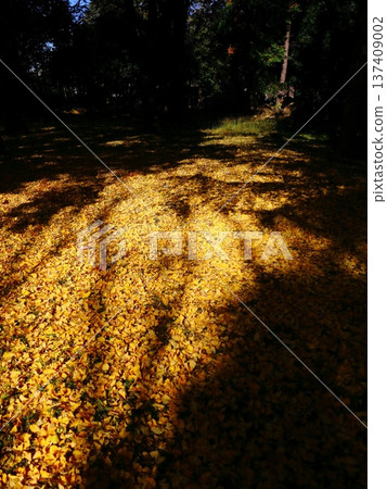 Fallen ginkgo leaves, light and shadow Fallen ginkgo leaves, light and shadow 137409002