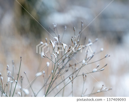 雪落在野花上 雪落在野花上 137409093