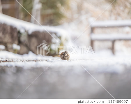 一隻麻雀蜷縮在雪地裡 137409097