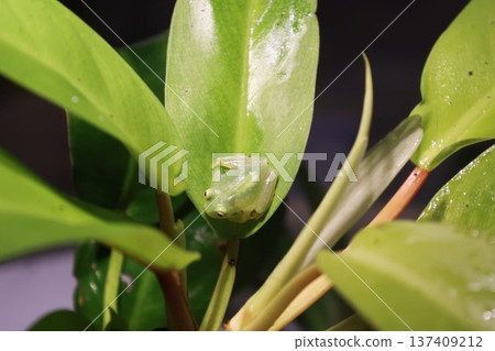 Fleischmann's false tree frog resting on a leaf 137409212