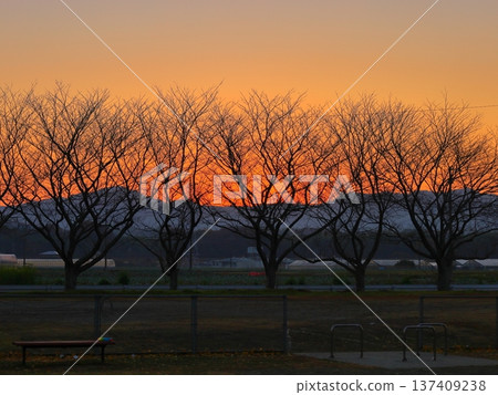 Shadows of cherry blossom branches and evening scenery 137409238