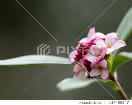 Sweetly scented wintersweet flowers in early spring Sweetly scented wintersweet flowers in early spring 137409247