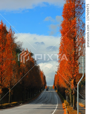 科達鎮:色彩斑斕的水杉樹林蔭道 科達鎮:色彩斑斕的水杉樹林蔭道 137409475