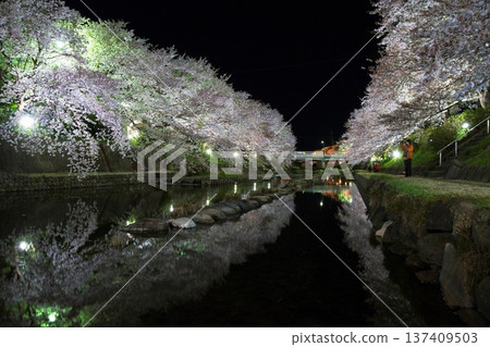 A magical spring night, with cherry blossoms blooming along the Asa River and a beautiful reflection on the water 137409503
