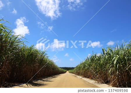 Sugar Cane Field Path 137409598