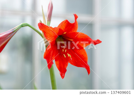 小葉孤挺花（Hippeastrum miniatum），又稱朱頂紅（Amaryllis）。 137409601