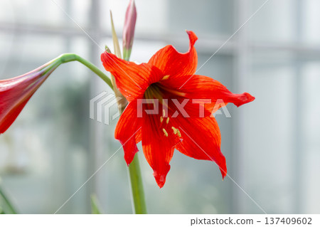 Hippeastrum miniatum, also known as Amaryllis Hippeastrum miniatum, also known as Amaryllis 137409602