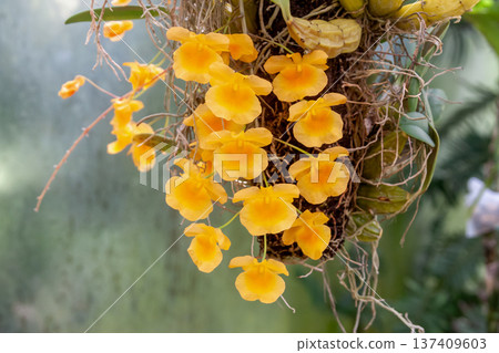 林德利石斛（蘭科），開許多黃色花朵 137409603