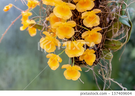 Dendrobium lindleyi (Orchidaceae) with numerous yellow flowers Dendrobium lindleyi (Orchidaceae) with numerous yellow flowers 137409604