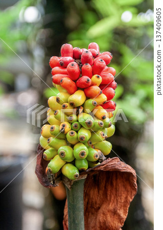 Amorphophallus bulbiferus [Araceae] 137409605