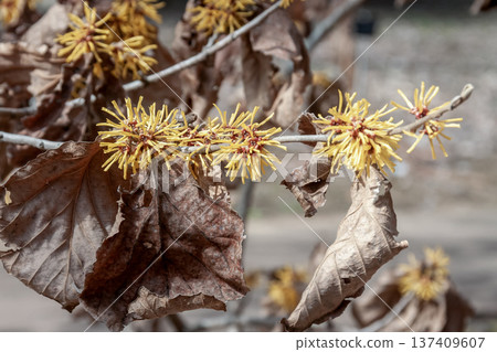 金縷梅(Hamamelaceae)的枯葉即使在花期也依然存在 金縷梅(Hamamelaceae)的枯葉即使在花期也依然存在 137409607