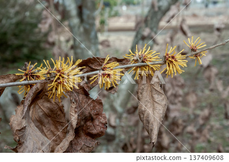 金縷梅(Hamamelaceae)的枯葉即使在花期也依然存在 金縷梅(Hamamelaceae)的枯葉即使在花期也依然存在 137409608
