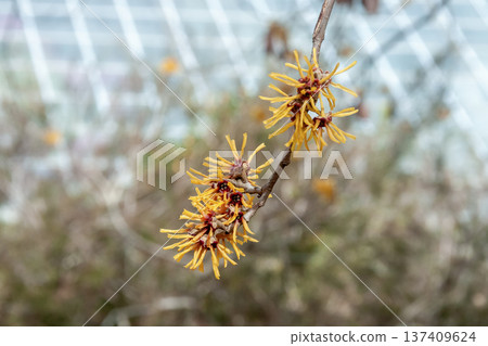 金縷梅（Hamamelaceae）的枯葉即使在花期也依然存在 137409624