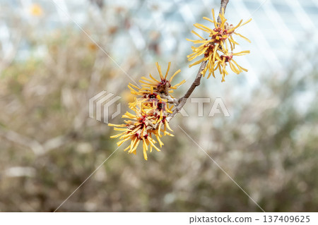 金縷梅（Hamamelaceae）的枯葉即使在花期也依然存在 137409625