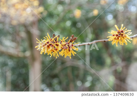 金縷梅(Hamamelaceae)的枯葉即使在花期也依然存在 金縷梅(Hamamelaceae)的枯葉即使在花期也依然存在 137409630