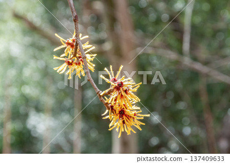 Chinese witch hazel (Hamamelaceae), whose dead leaves remain even during flowering 137409633