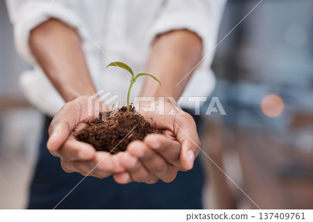 Plant, hands and soil for green business with sustainability, growth and development. Closeup of a person for earth day, agriculture and eco friendly investment or climate change with sapling in palm Plant, hands and soil for green business with sustainability, growth and development. Closeup of a person for earth day, agriculture and eco friendly investment or climate change with sapling in palm 137409761