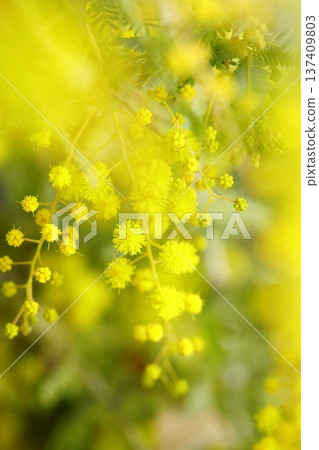 春天盛開的含羞草真美 137409803