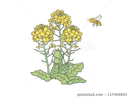油菜花和蜜蜂插圖 137409893