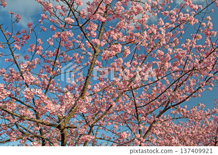 A famous cherry blossom spot in Mie Prefecture, Kawazu cherry blossoms at Kasamatsu Kawazu Sakura Road in Matsusaka City A famous cherry blossom spot in Mie Prefecture, Kawazu cherry blossoms at Kasamatsu Kawazu Sakura Road in Matsusaka City 137409921