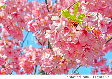 A famous cherry blossom spot in Mie Prefecture, Kawazu cherry blossoms at Kasamatsu Kawazu Sakura Road in Matsusaka City A famous cherry blossom spot in Mie Prefecture, Kawazu cherry blossoms at Kasamatsu Kawazu Sakura Road in Matsusaka City 137409923