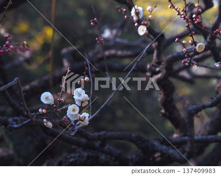 早春時節，濱離宮廷庭園的梅花盛開 137409983
