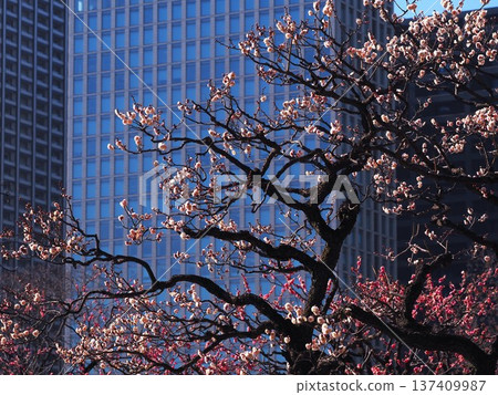 Plum blossoms blooming in Hamarikyu Gardens in early spring Plum blossoms blooming in Hamarikyu Gardens in early spring 137409987
