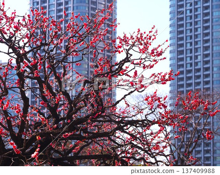 Plum blossoms blooming in Hamarikyu Gardens in early spring 137409988