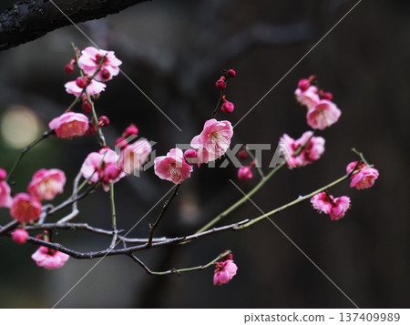 Plum blossoms blooming in Hamarikyu Gardens in early spring Plum blossoms blooming in Hamarikyu Gardens in early spring 137409989