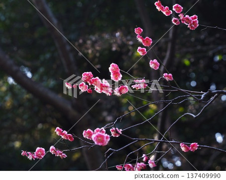 早春時節,濱離宮廷庭園的梅花盛開 早春時節,濱離宮廷庭園的梅花盛開 137409990