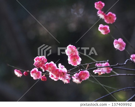 早春時節，濱離宮廷庭園的梅花盛開 137409992