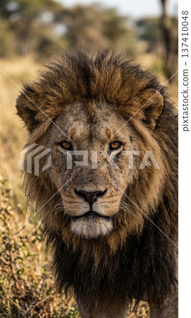 黃昏時分,一頭雄獅威風凜凜地漫步在稀樹草原上。百獸之王。全身像。 黃昏時分,一頭雄獅威風凜凜地漫步在稀樹草原上。百獸之王。全身像。 137410048