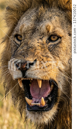 黃昏時分，一頭雄獅威風凜凜地漫步在稀樹草原上。百獸之王。全身像。 137410052