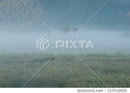 The soft atmosphere of Oze, with trees in the misty marshland and the silence of the early morning The soft atmosphere of Oze, with trees in the misty marshland and the silence of the early morning 137410085