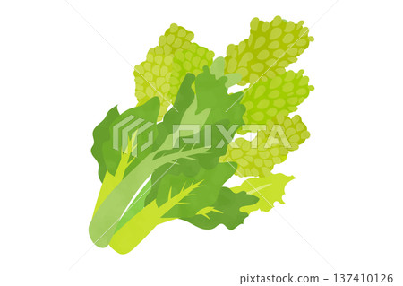 手繪油菜籽插圖 137410126